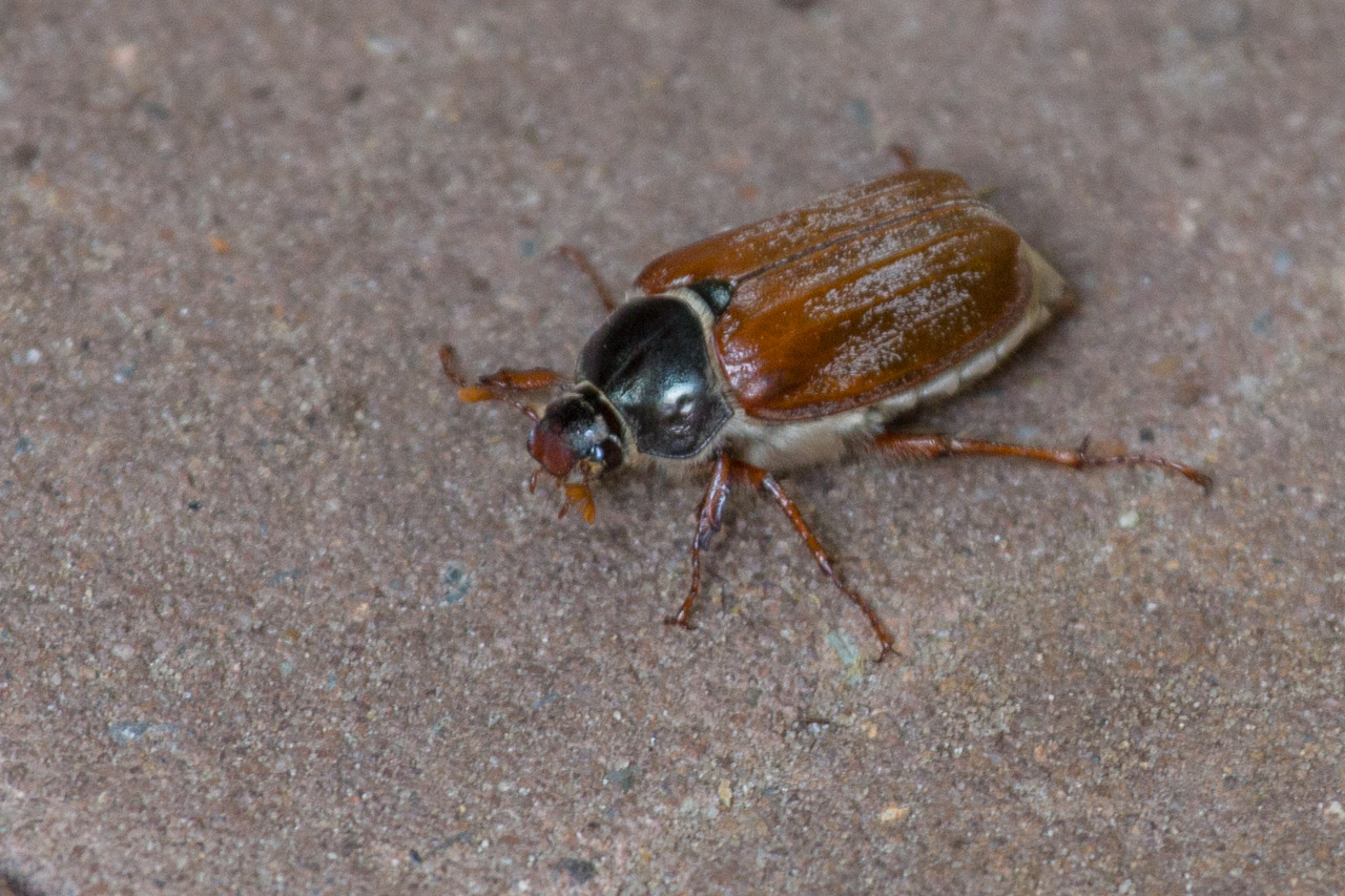 20130614111004 29207