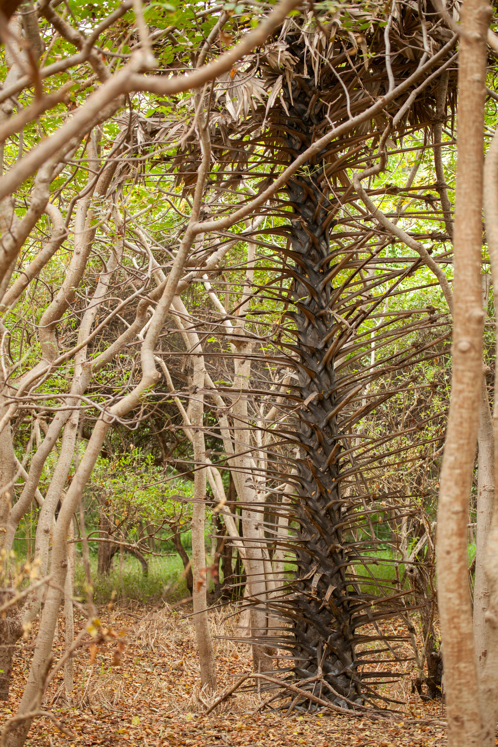 20110102163031 IMG 2968