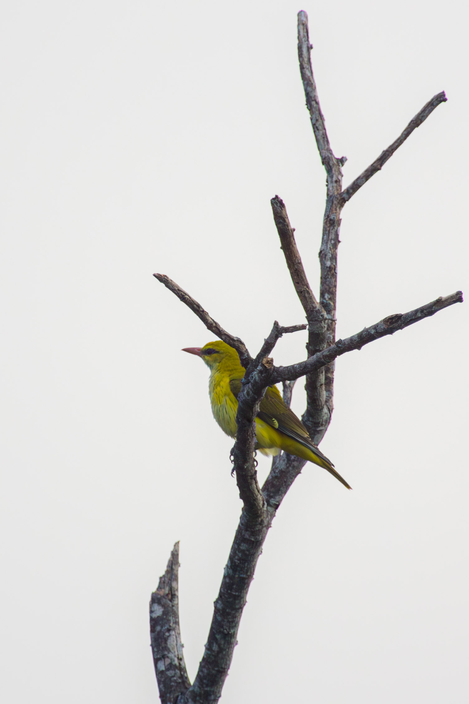 20130104072740 RD 27023 e