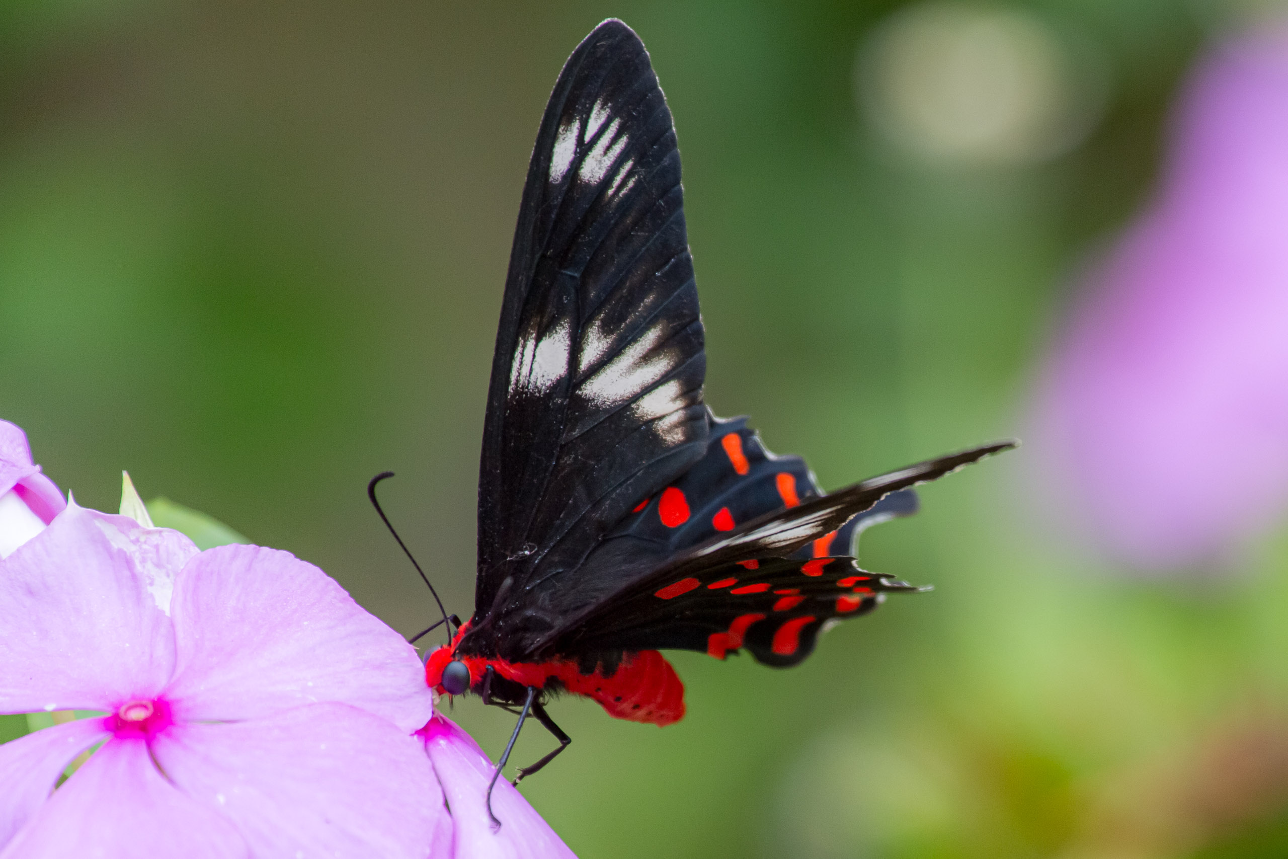 20130105083118 RD 27400