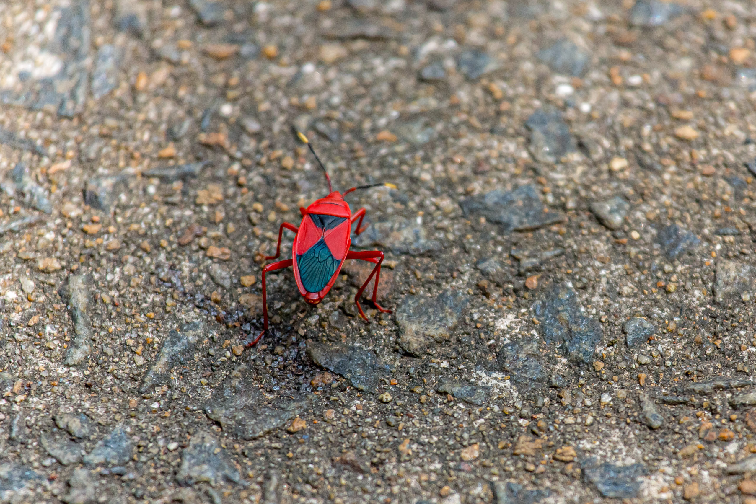 20130111124020 RD 20410