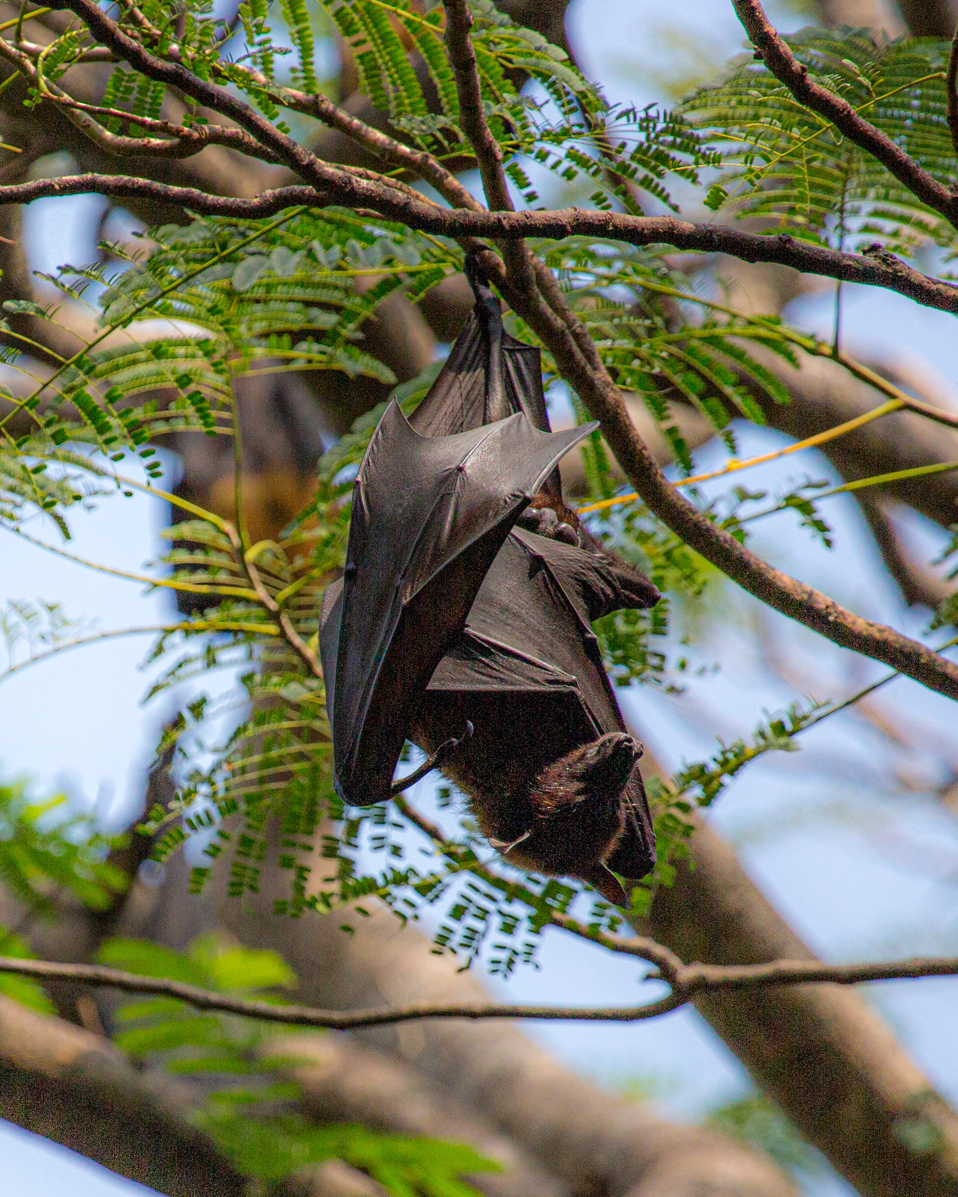 20130111125544 RD 20520