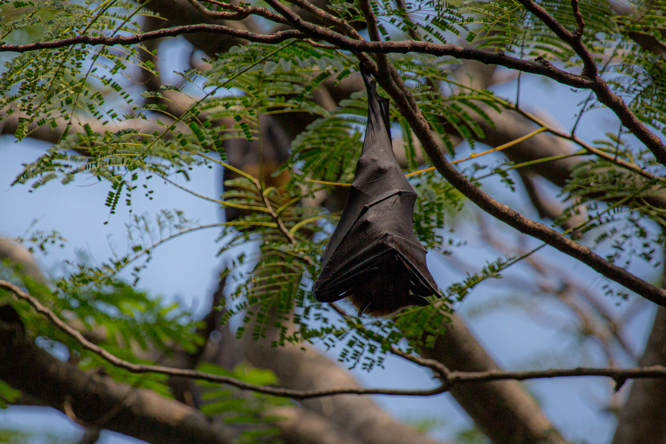 20130111125545 RD 20522