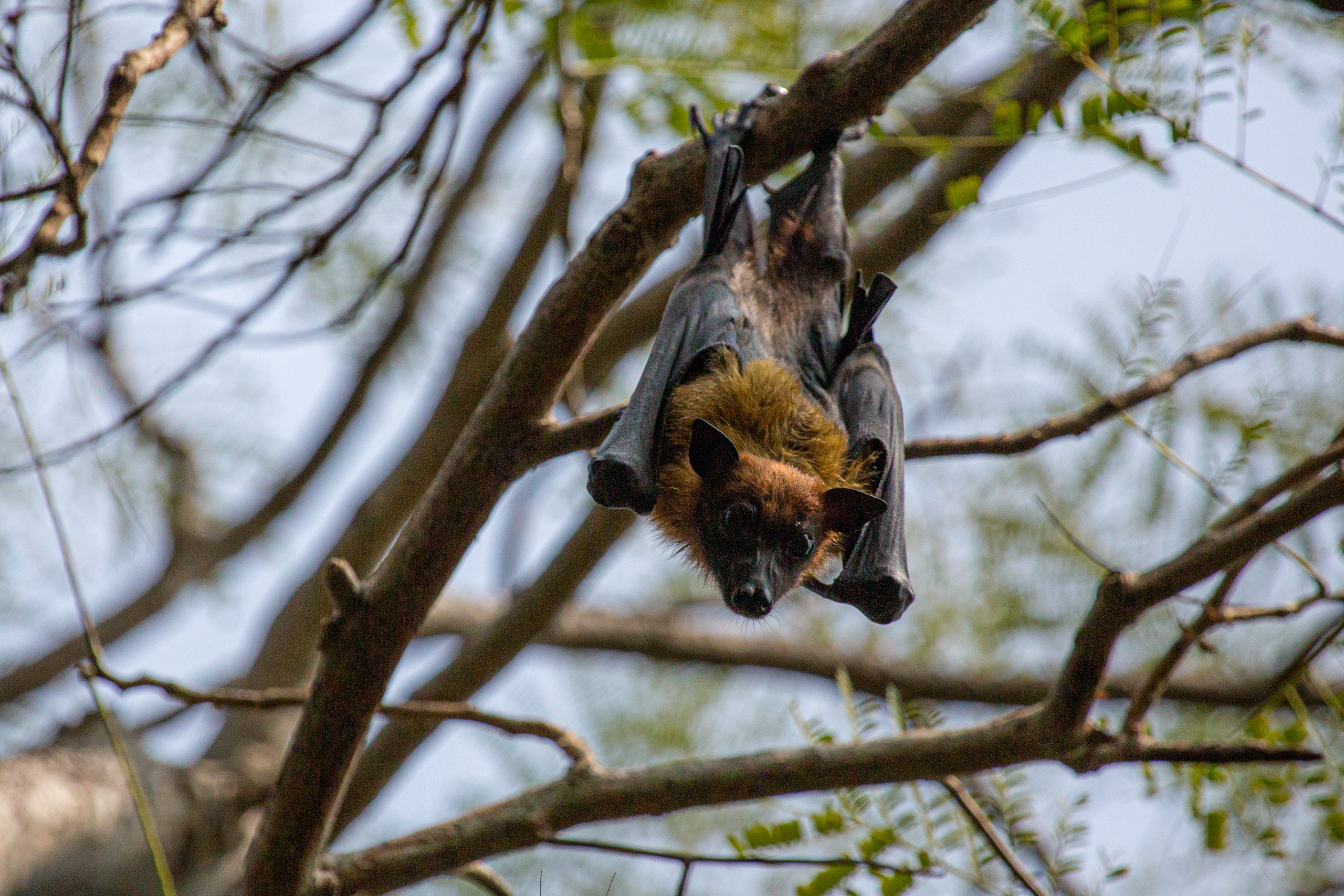 20130111125700 RD 20552