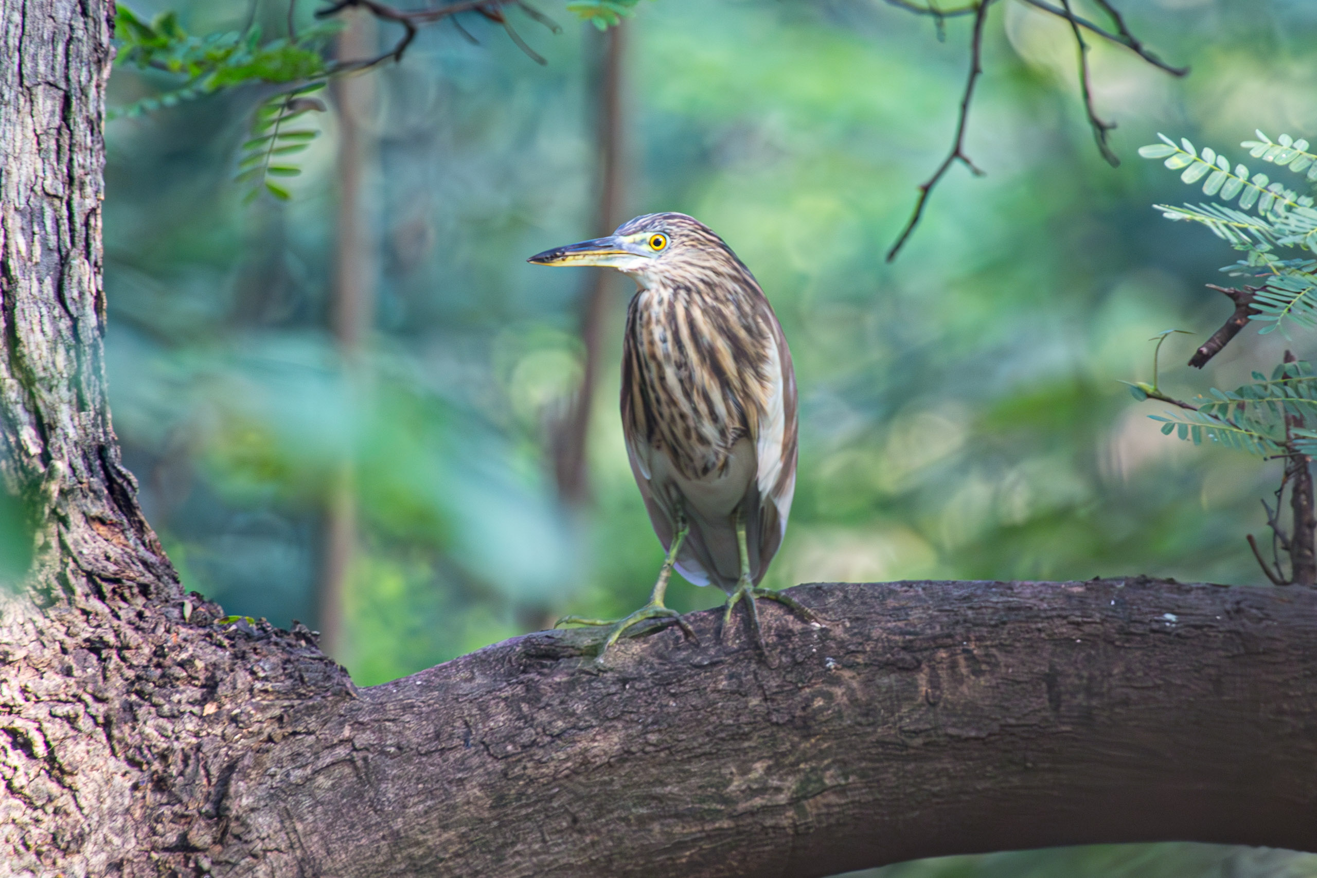 20130112083739 RD 20886 e