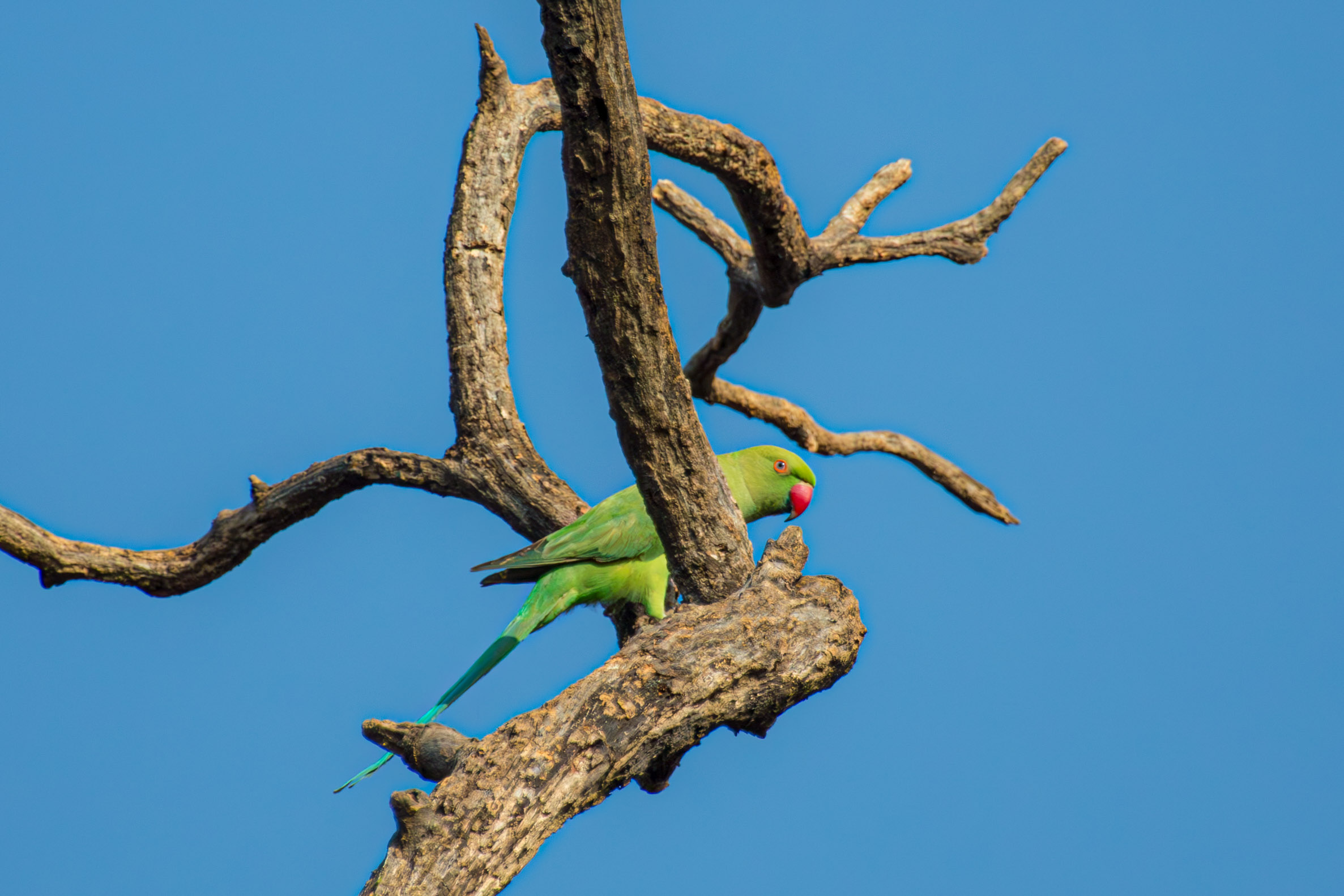 20130125082310 RD 26879 e