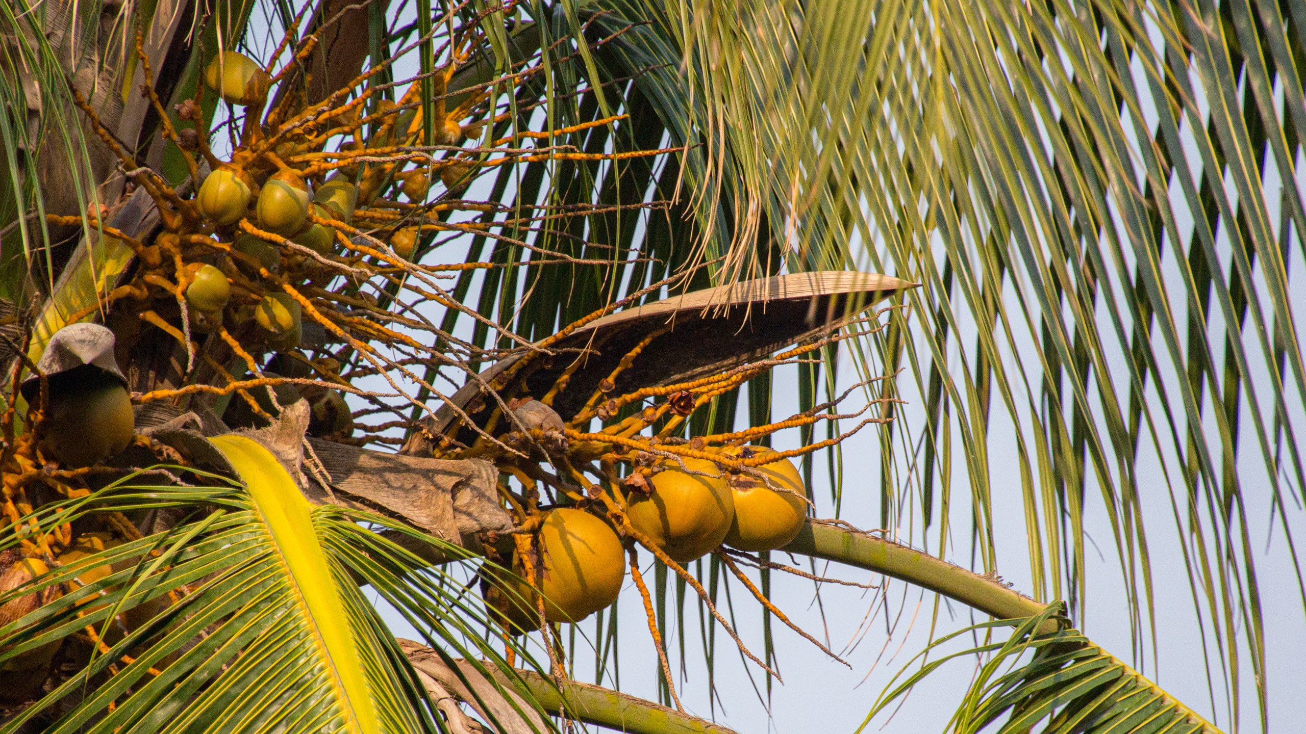 20130112083613 RD 20877